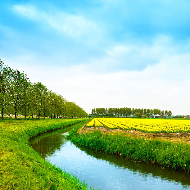 istock Tulip yellow blosssom flowers field in spring, canal and trees. 488909967