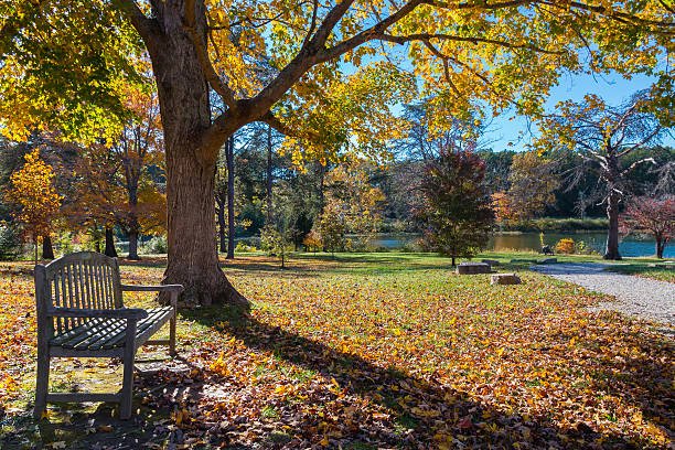 istock Meadow in autumn park with bench under big tree 488910862