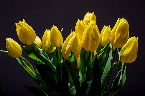 Cтоковое фото Желтые тюльпаны