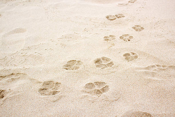 pies łapa powierzchnia postojowa na piasek - dog paw print beach footprint zdjęcia i obrazy z banku zdjęć