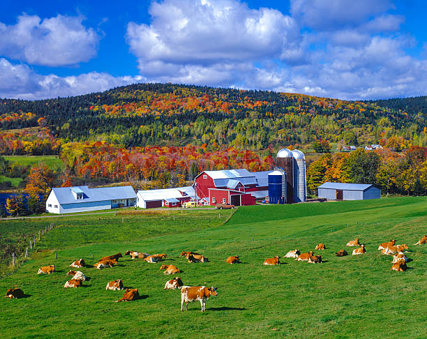 Autumn colors with farm in the Green Mountains, VT A green pasture fills the foreground leading back the a farm in the hillsides of the Green Mountains followed by a cloudscape sky, Vermont agricultural building photos stock pictures, royalty-free photos & images