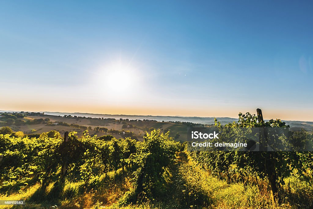 Sonnenaufgang in der Toskana Vineyard - Lizenzfrei Agrarbetrieb Stock-Foto
