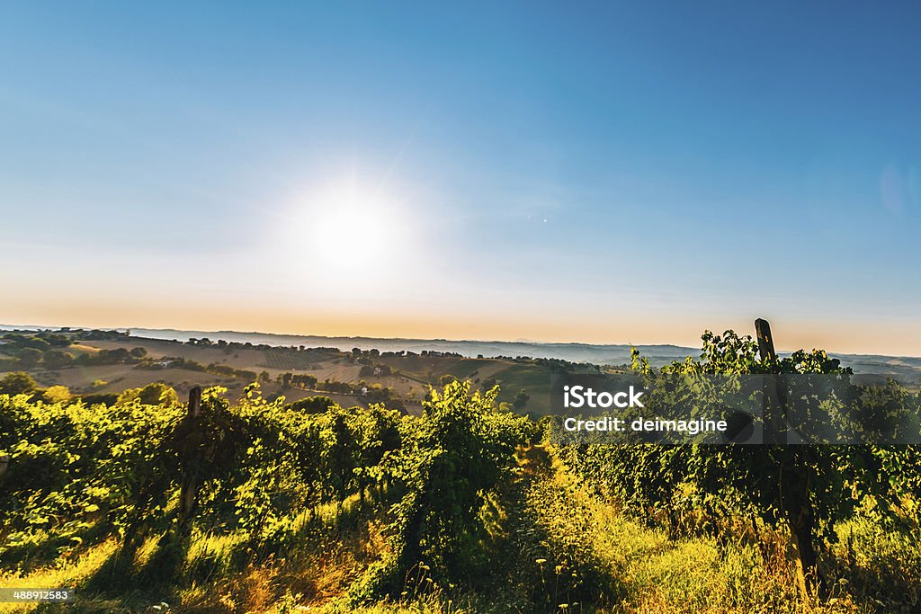 Sunrise Toscana Vineyard - Foto stock royalty-free di Agricoltura