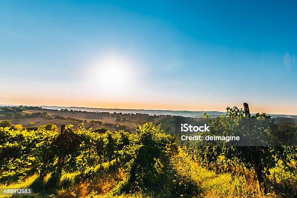 Sunrise Toscana Vineyard - Fotografie stock e altre immagini di Agricoltura - Agricoltura, Ambientazione esterna, Arancione