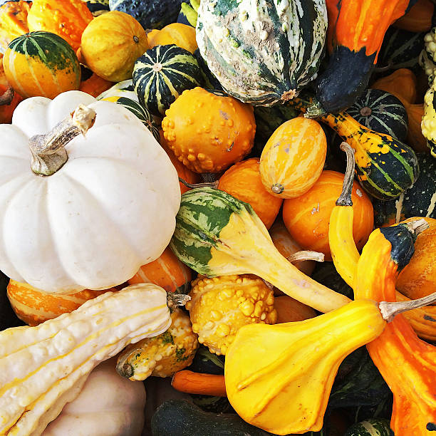 Colorful squashes and gourds at the autumn market.