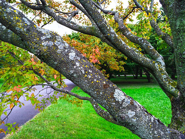 mossy na początku jesieni drzewa - mobilestock horizontal branch tree trunk zdjęcia i obrazy z banku zdjęć