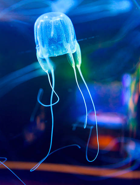 geleia de peixe (tamoya ohboya) - box jellyfish imagens e fotografias de stock