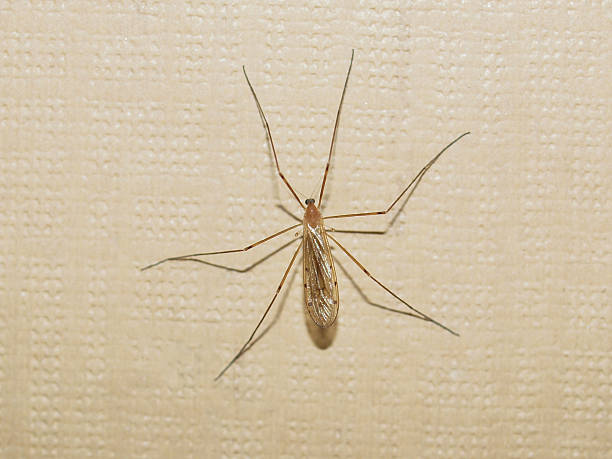 Gnat insect A gnat insect on a wall indoor sciaridae stock pictures, royalty-free photos & images