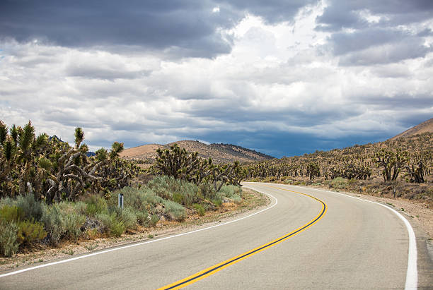 cactus vicino alla strada - arid climate asphalt barren blue foto e immagini stock
