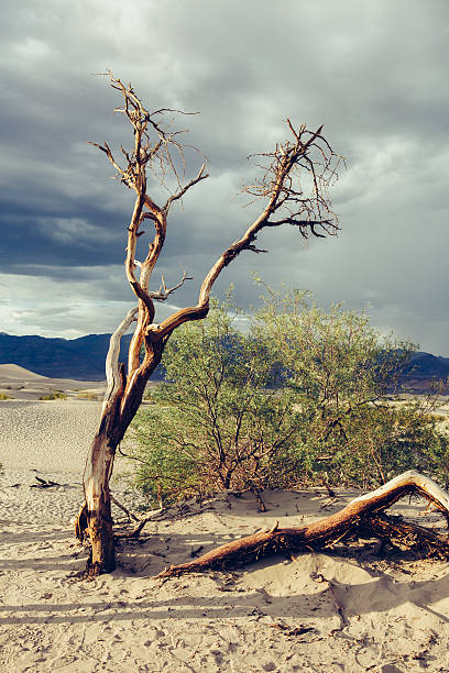 dune della valle della morte - mesquite tree foto e immagini stock