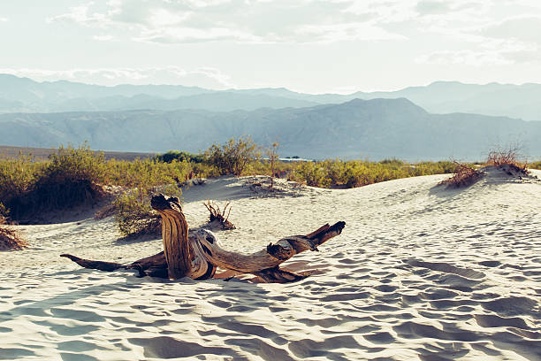 dune della valle della morte - mesquite tree foto e immagini stock