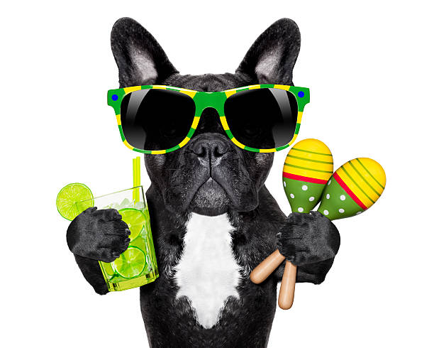 istock brazilian french bulldog 488914807