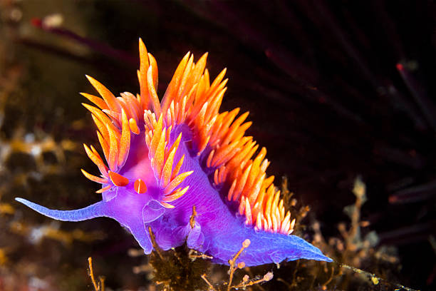 coloré nudibranche - nudibranch photos et images de collection