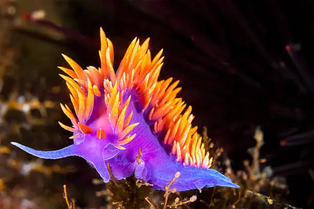 A Spanish shawl nudibranch snail, commonly found in the Channel Islands of California, crawls on branching cnidarians in search of food.