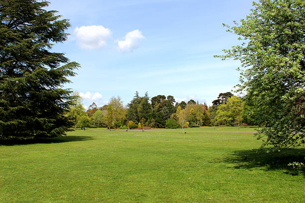 istock Image of park in the summer, with lawn and trees 488915331