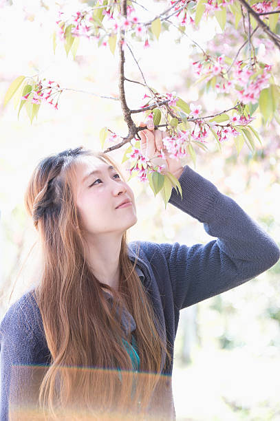 istock Asian woman with Himalayan Cherry Or blossom 488916266