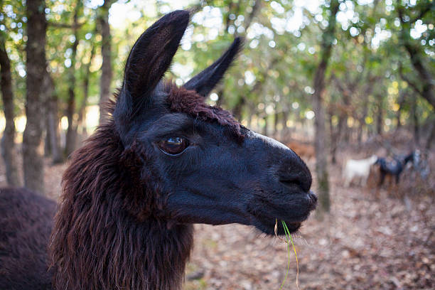 Black Llama Head stock photo