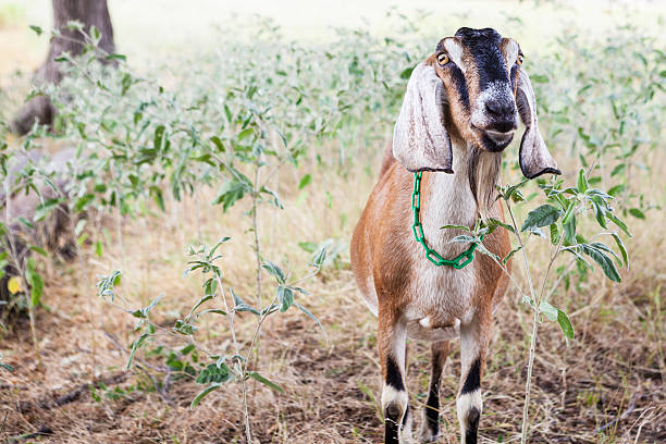 Nubian goat stock photo