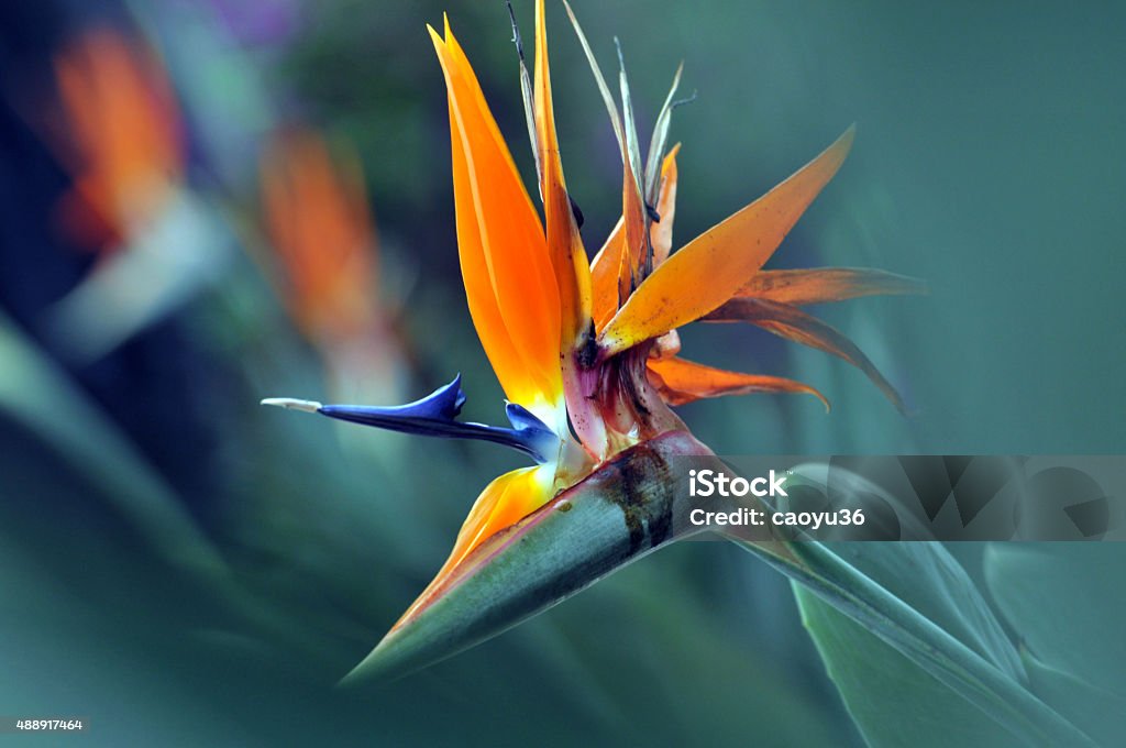 The bird of paradise flower Colorful of Bird of paradise flower Bird of Paradise - Plant Stock Photo