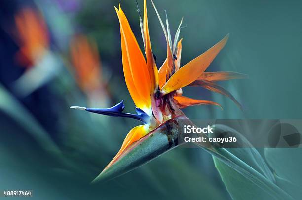 The Bird Of Paradise Flower Stock Photo - Download Image Now - Bird of Paradise - Plant, Tropical Bird, Flower