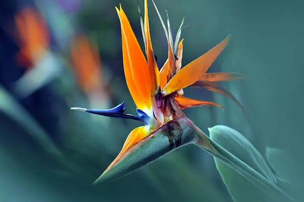 Colorful of Bird of paradise flower