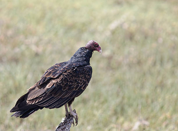 istock Turkey Vulture Hunting For Food 488918328