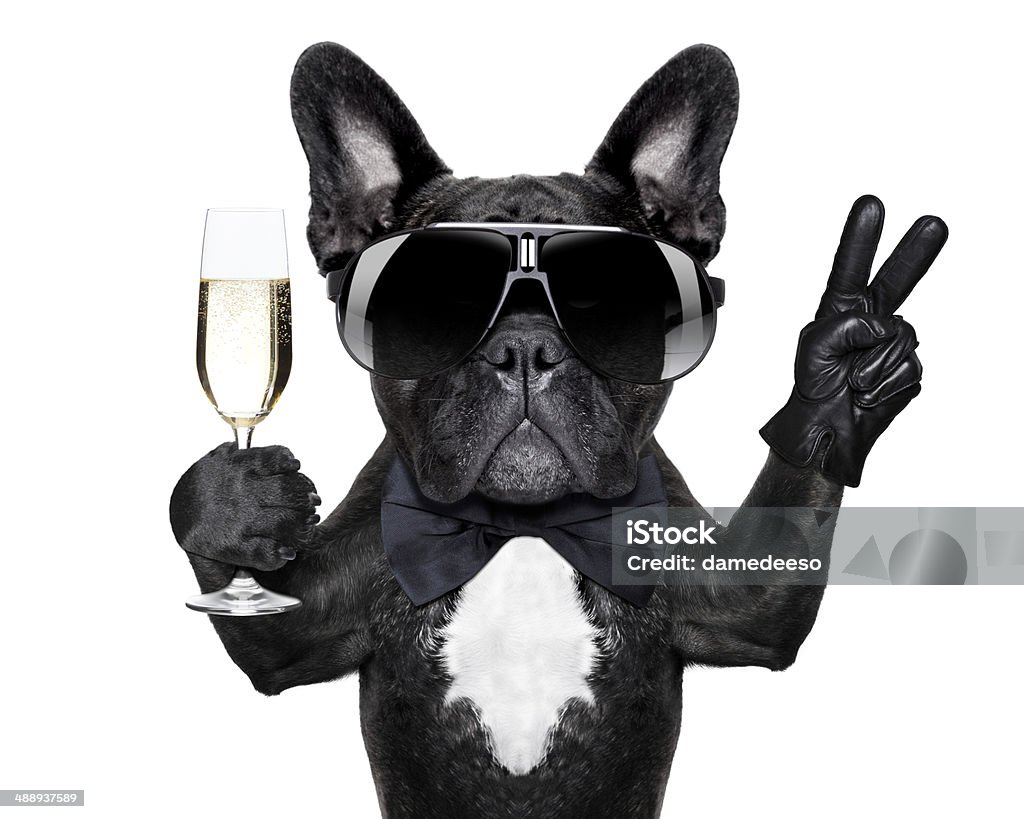 cocktail dog french bulldog with a  champagne glass and victory or peace fingers Dog Stock Photo