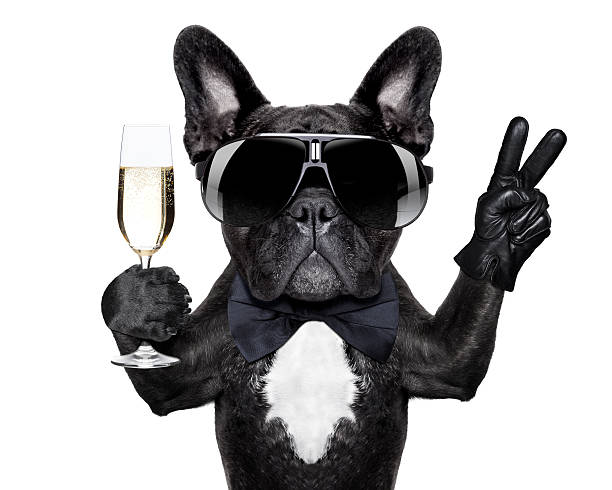 cocktail dog french bulldog with a  champagne glass and victory or peace fingers luxury eyewear stock pictures, royalty-free photos & images