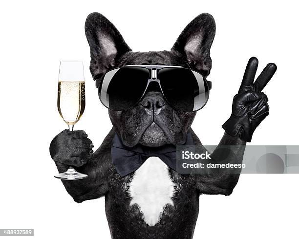 Cocktail Dog Stock Photo - Download Image Now - Dog, Anniversary, Drinking