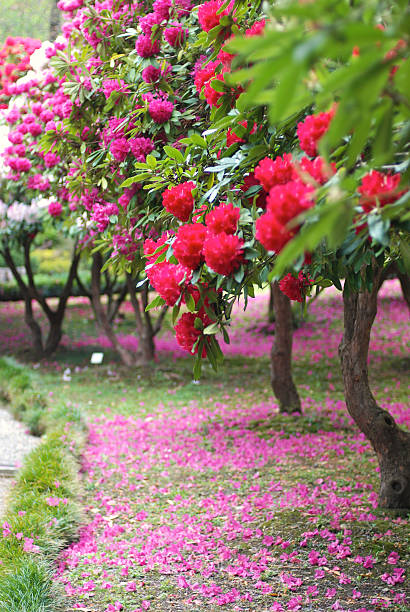 istock Villa Carlotta garden, Tremezzo, Italy 488937659