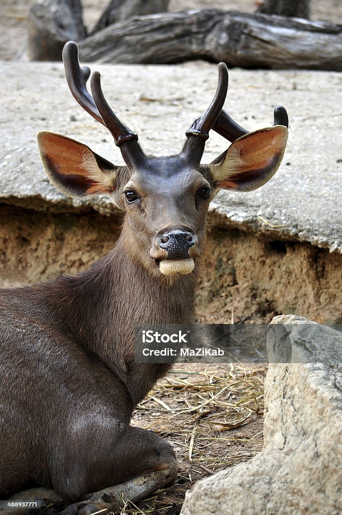 Sambar deer The Sambar is a large deer native to southern and southeast Asia. Animal Stock Photo