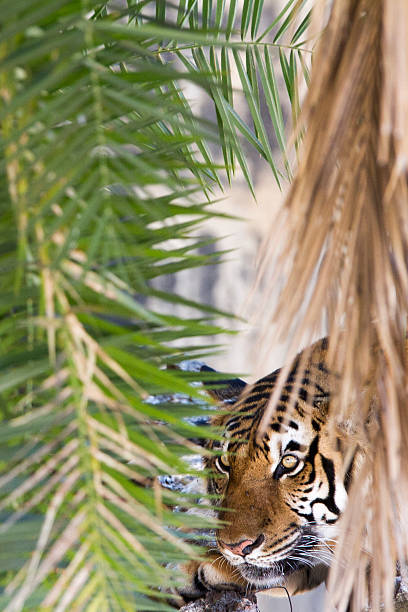 Tiger resting stock photo