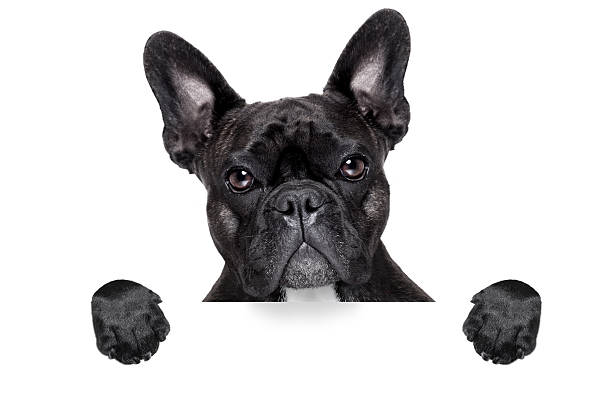 istock french bulldog with banner 488938477