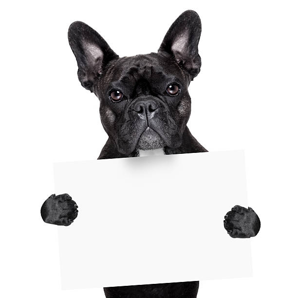 istock french bulldog with banner 488938479