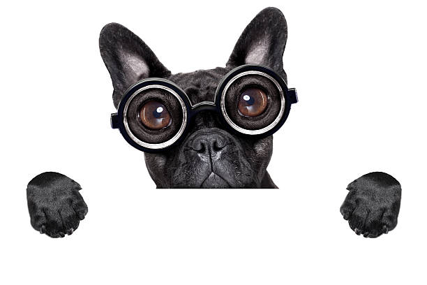 istock french bulldog with banner 488938487