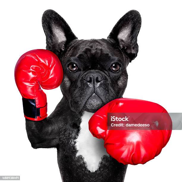 Boxing Dog Stock Photo - Download Image Now - Dog, Boxing - Sport, Fighting