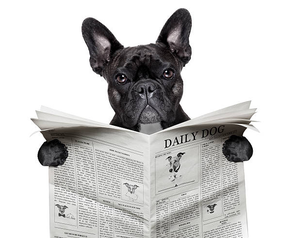 newspaper bulldog black  french bulldog reading a big blank newspaper ignorance photos stock pictures, royalty-free photos & images