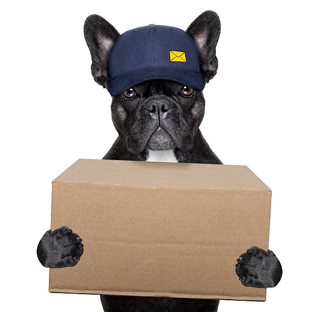 delivery post dog postal dog delivering a big yellow package pug photos stock pictures, royalty-free photos & images