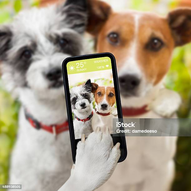 Selfie Dogs Stock Photo - Download Image Now - Selfie, Dog, Pets