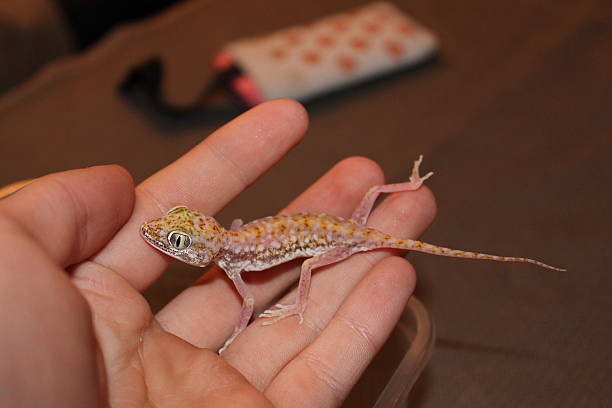istock Stenodactylus petrii gecko 488938951