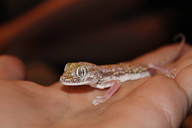 istock Stenodactylus petrii gecko 488938955