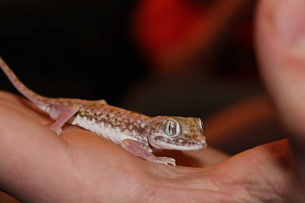 istock Stenodactylus petrii gecko 488938961