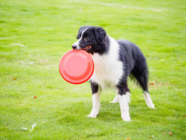 istock Border collie with frisbee in mouth 488939075