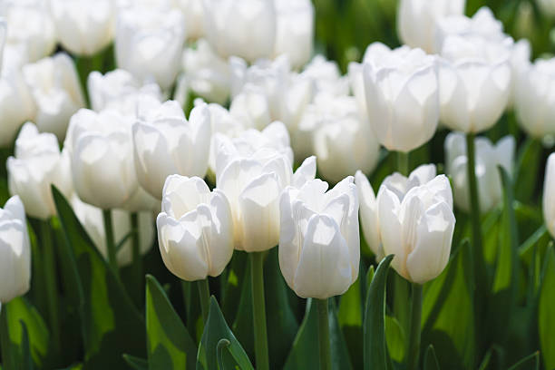 istock white blooming tulips in the spring garden 488939181