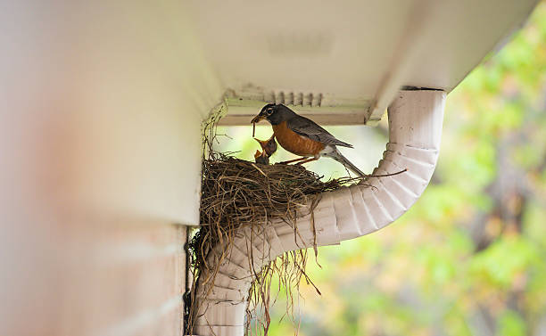 Robin feeding its baby birds in their nest Robin with worm in his beak preparing to feed his two young babies in their nest. More birds: birds nest photos stock pictures, royalty-free photos & images