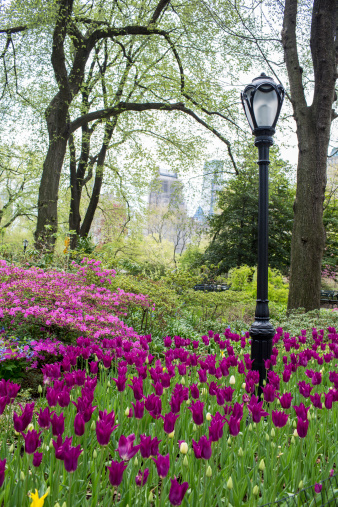 Tulips and a lamp post in Central Park, New York City