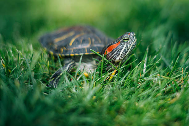 istock One Slider Turtle outdoor in grass 488940061
