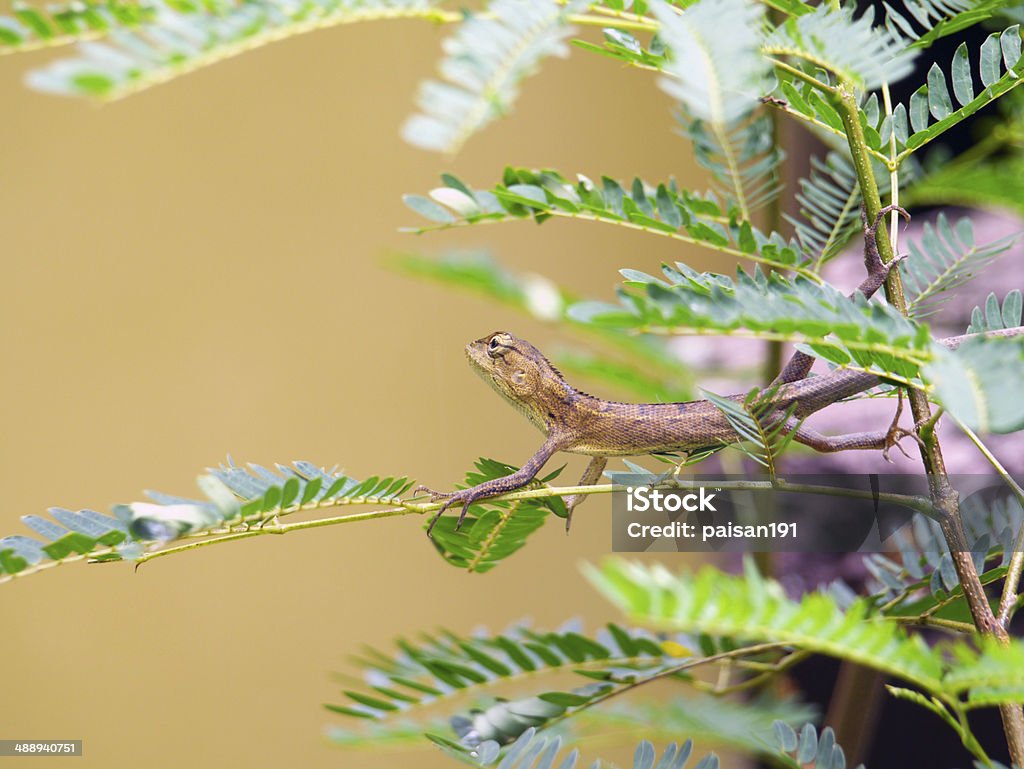 Dragão da árvore - Royalty-free Amarelo Foto de stock