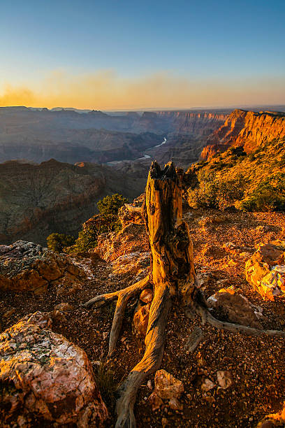 istock Old tree roots at Grand Canyon NP 488941489