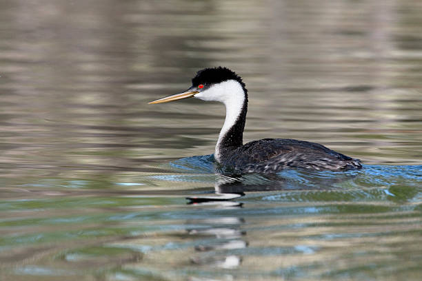 istock Western grebe in Colorado State Park 488941557